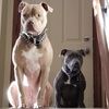 lanedawg222_